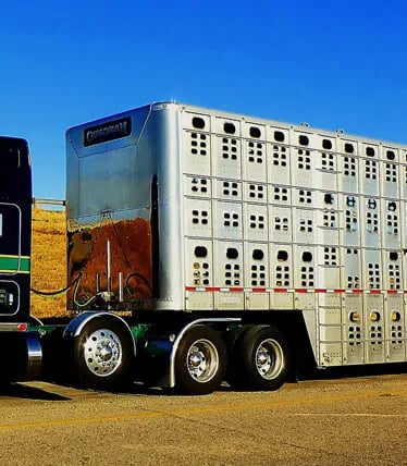 transporte de caballos