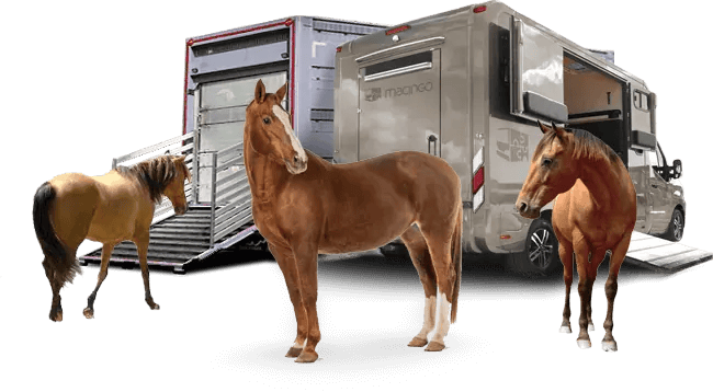 transporte de caballos